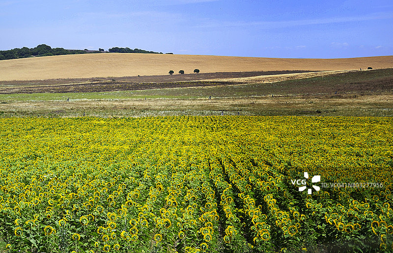 春季的向日葵花田图片素材