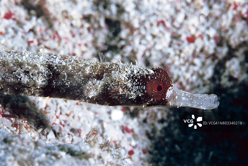 白吻海龙图片素材