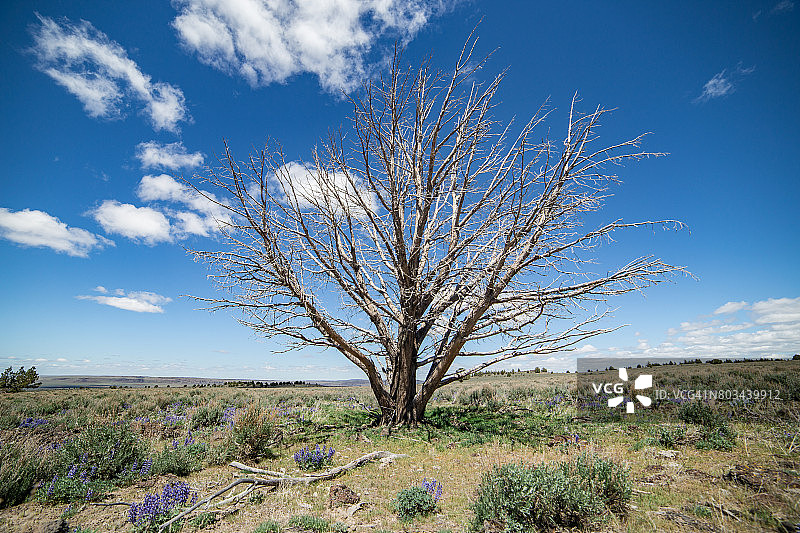 沙漠中一棵引人注目的枯树图片素材