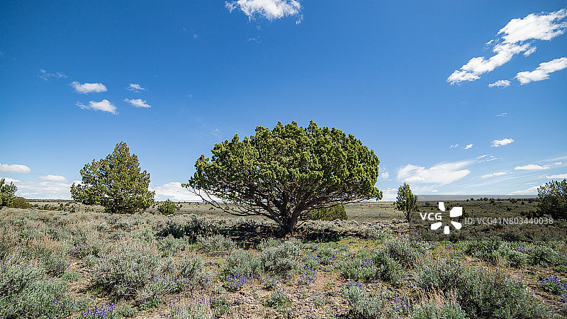 造型独特的杜松树图片素材