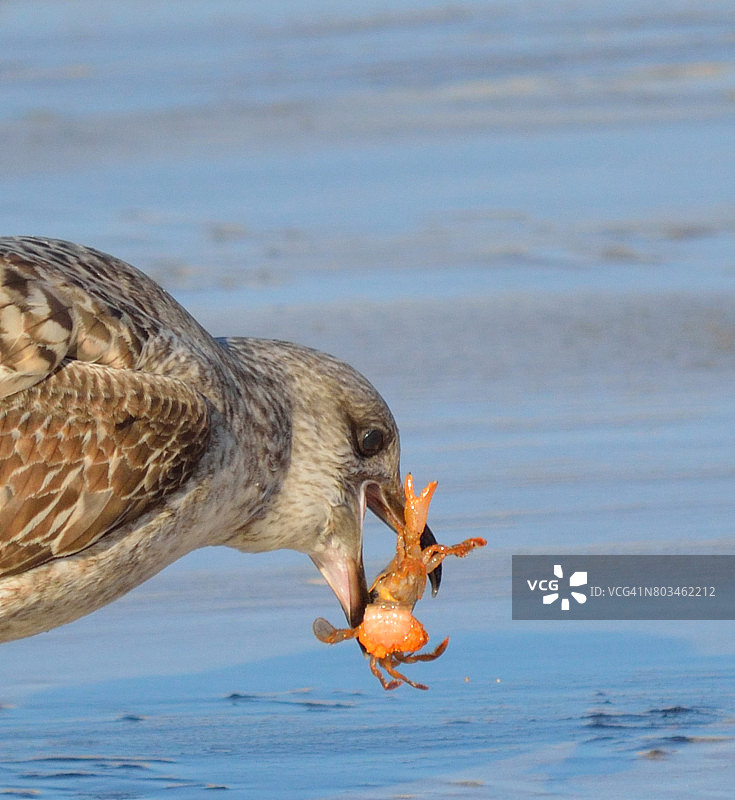 正在寻找螃蟹的海鸥图片素材