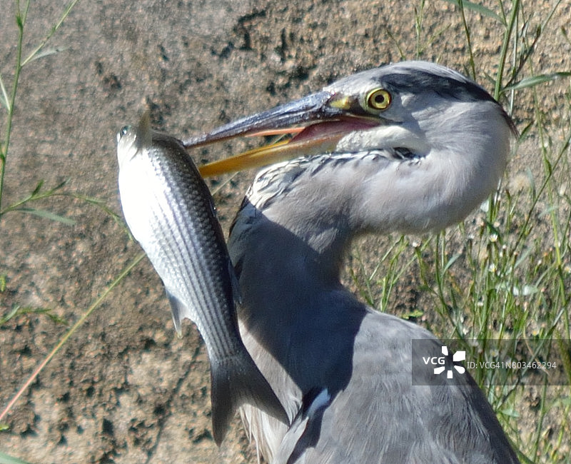 嘴里叼着鱼的苍鹭图片素材
