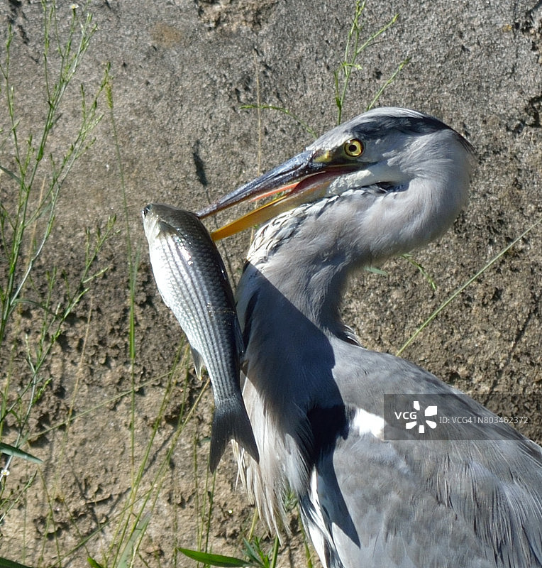 嘴里叼着鱼的苍鹭图片素材