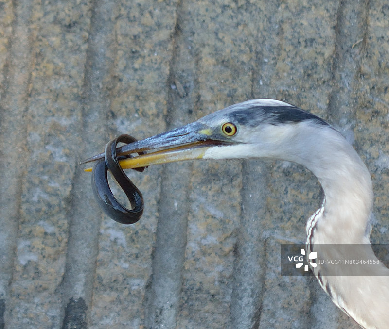 嘴里叼着鳗鱼的苍鹭图片素材