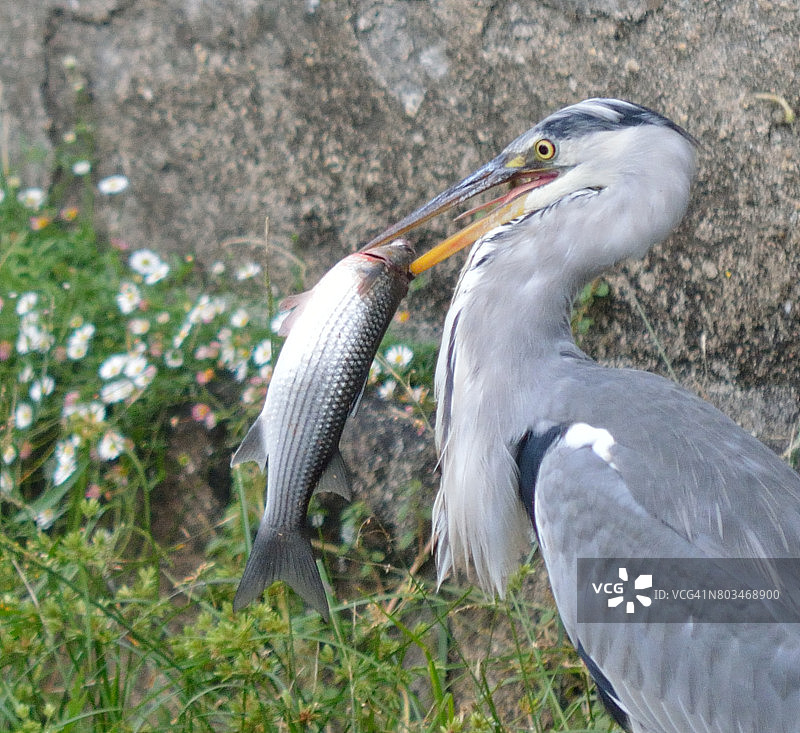 嘴里叼着鱼的苍鹭图片素材