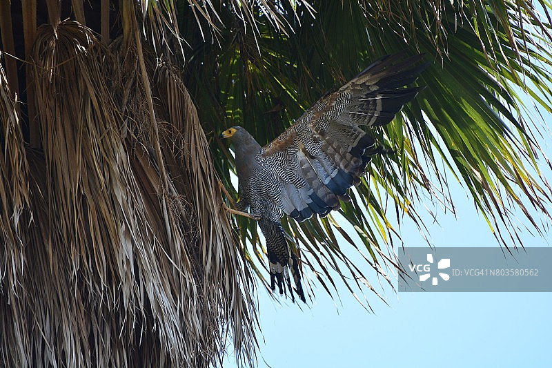 非洲猎鹰图片素材
