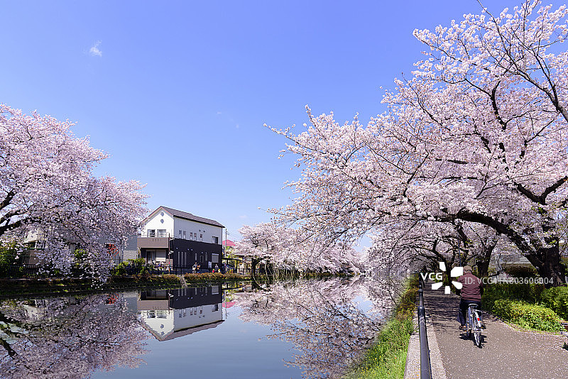 日本东京的樱花：花园中美丽的乡间樱花图片素材
