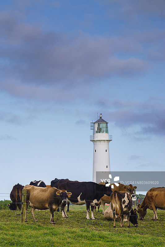 乳牛与新西兰埃格蒙特角灯塔图片素材