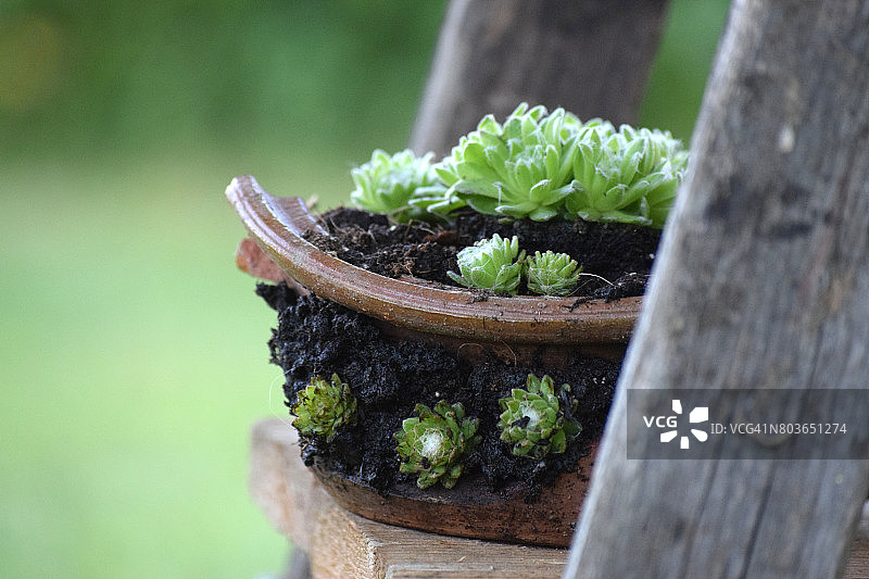 裂盆长生草特写图片素材