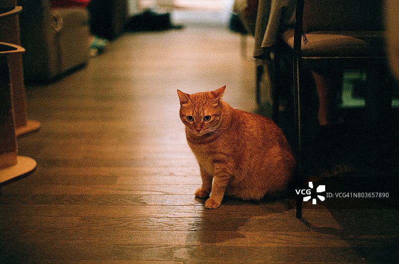 猫咪在咖啡店里休息图片素材