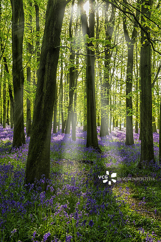 英国山毛榉林中的蓝铃花和阳光图片素材