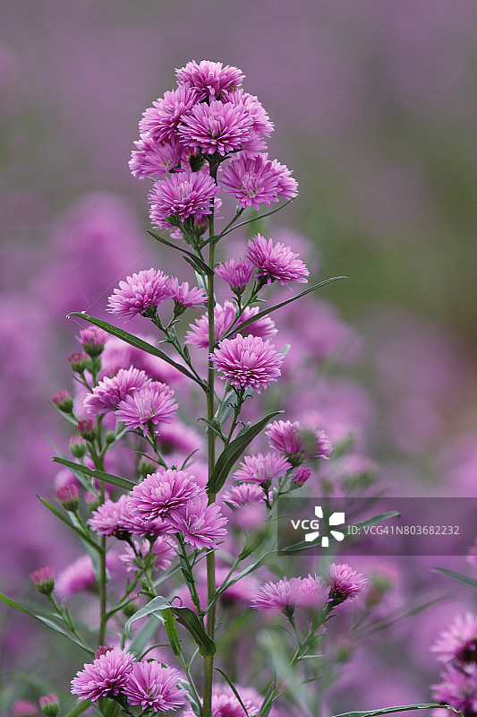 紫色紫菀枝图片素材