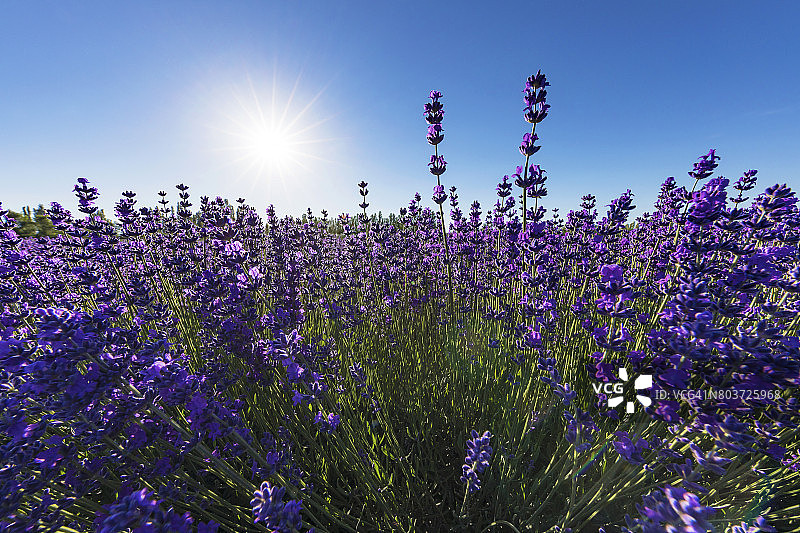 中国新疆霍城县的薰衣草图片素材