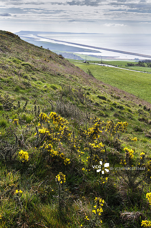 多塞特郡海岸图片素材