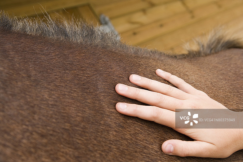 抚摸马的人图片素材