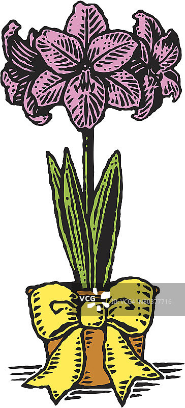 各种场合的鲜花：朱顶红图片素材