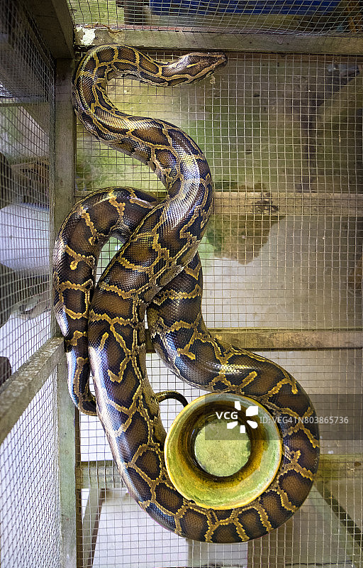 越南蟒蛇图片素材