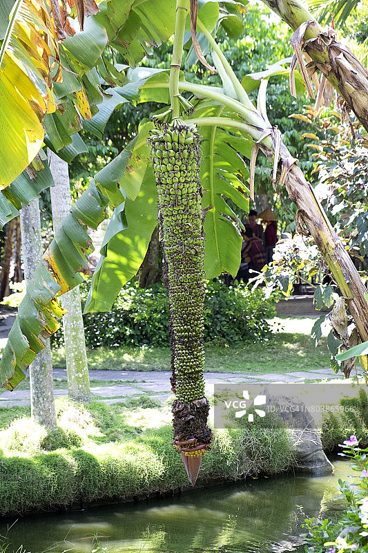 湄公河三角洲的香蕉树图片素材