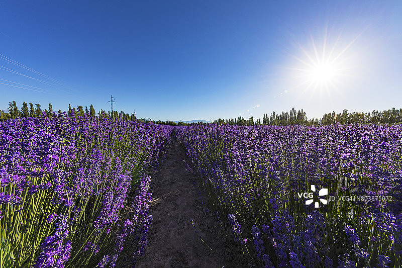 中国新疆霍城县的薰衣草图片素材
