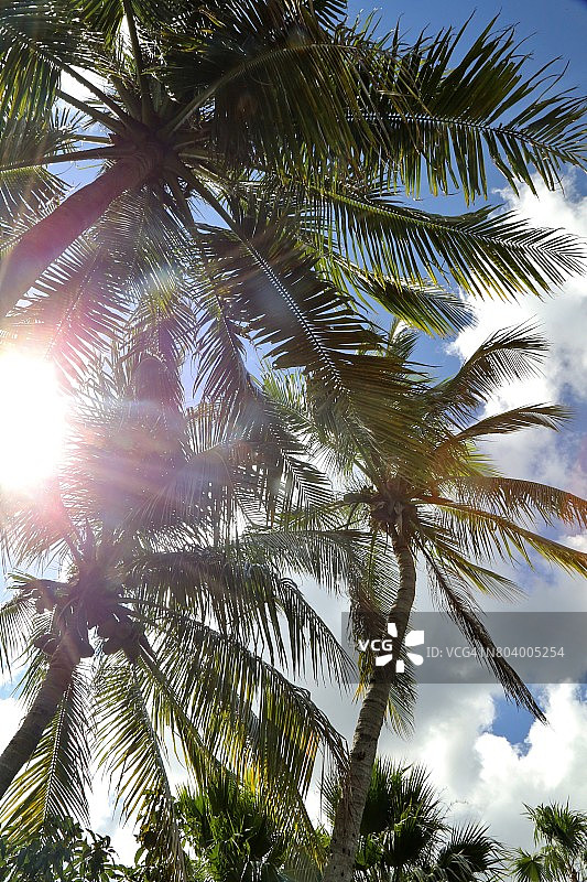 阳光下的棕榈树（椰子树）图片素材