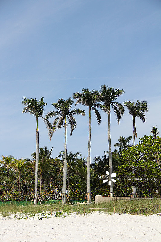一排五棵棕榈树图片素材