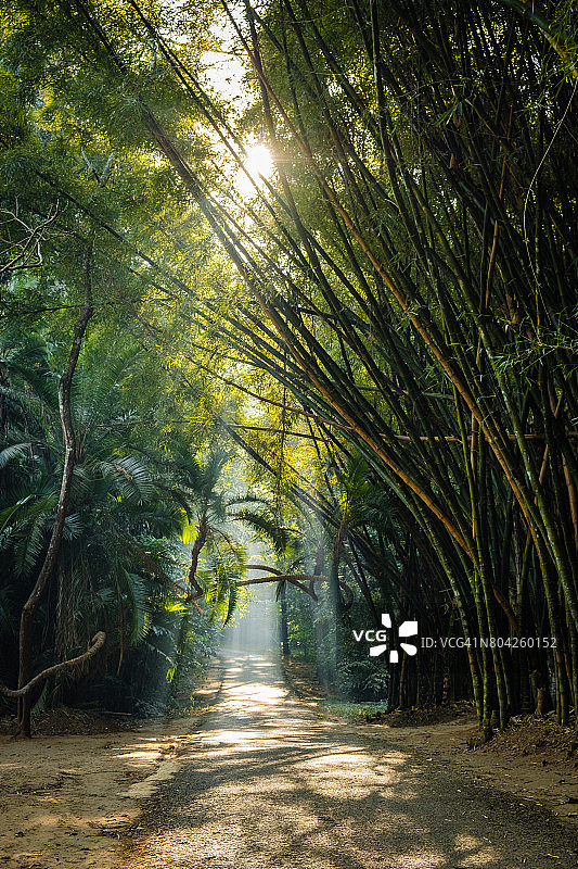 阳光穿透竹林，雾气氤氲图片素材