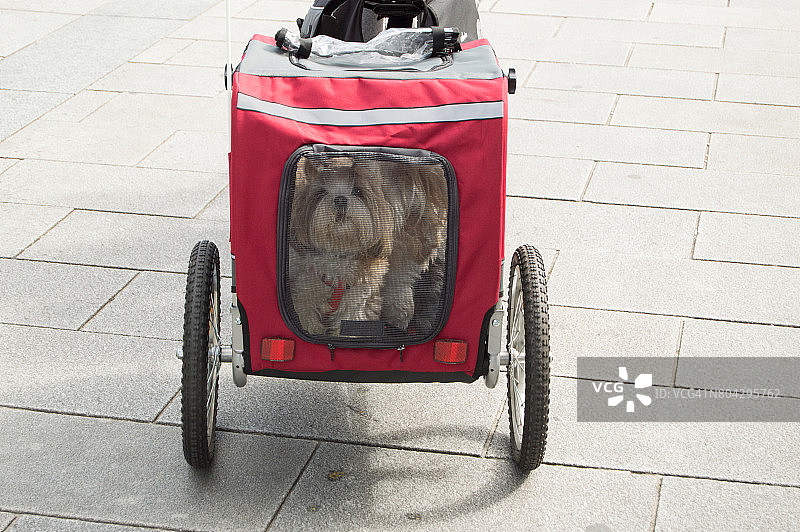 骑自行车时携带宠物狗笼的女人图片素材
