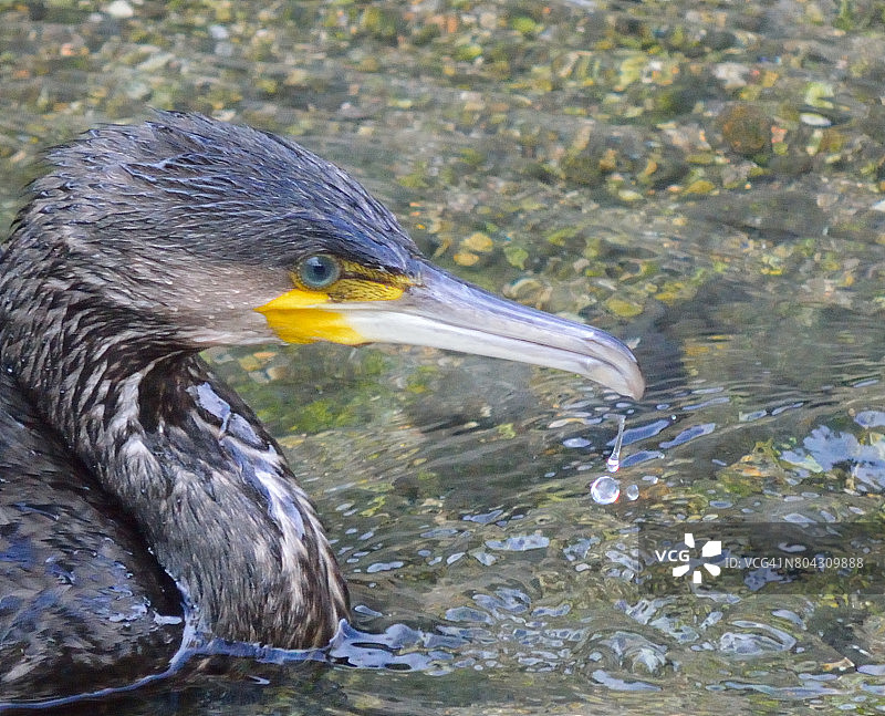 鸬鹚捕鱼图片素材