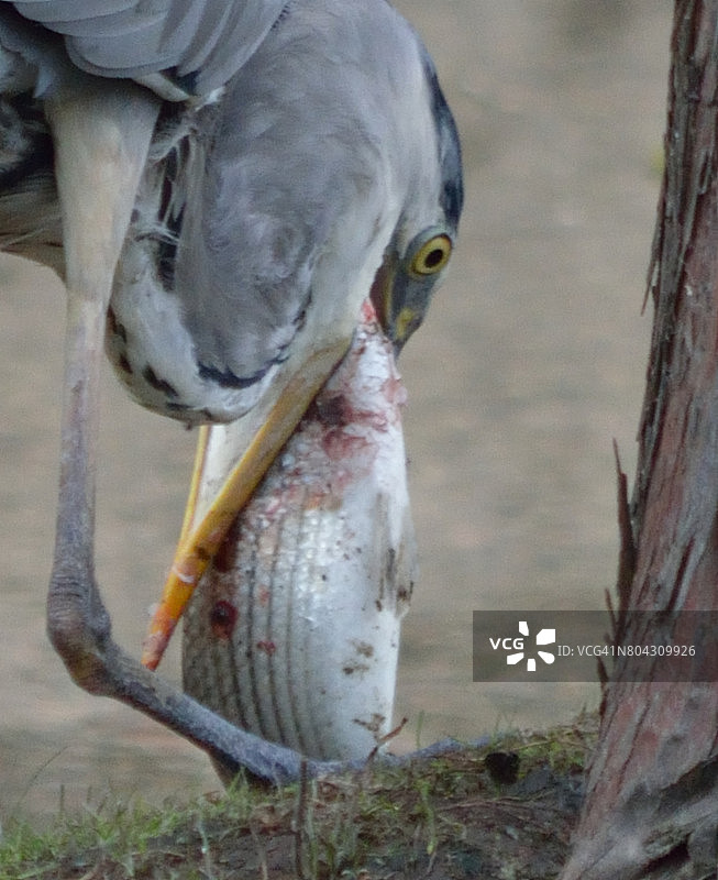 苍鹭在河边觅食图片素材