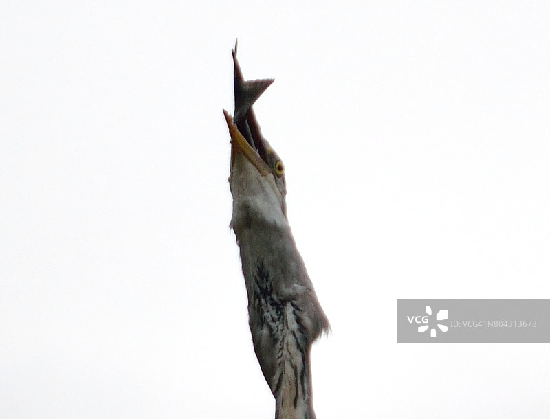 苍鹭在河边觅食图片素材