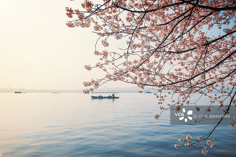 杭州樱花节图片素材