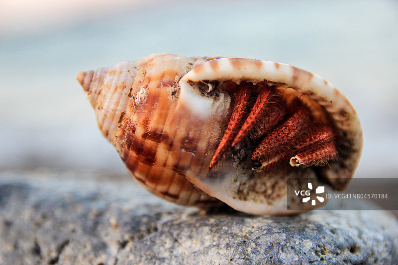 海螺贝壳与螃蟹图片素材