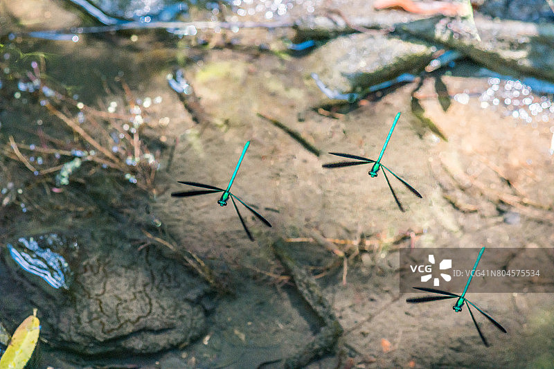 三只飞舞的蜻蜓图片素材