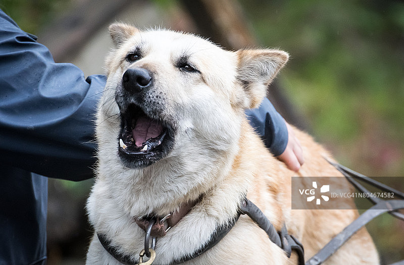 雪橇犬的嚎叫图片素材