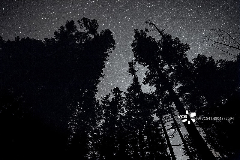 星空下的高大花旗松剪影图片素材