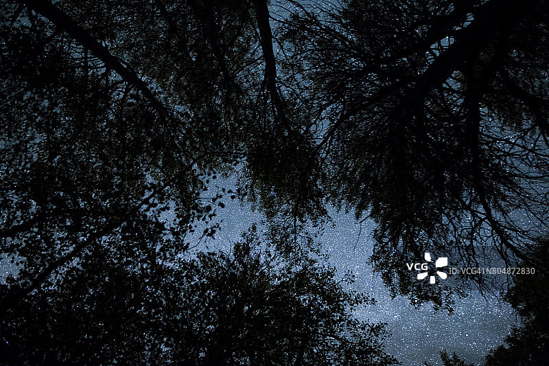 白杨林剪影下的闪烁夜空图片素材