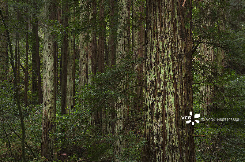 海岸红杉森林图片素材