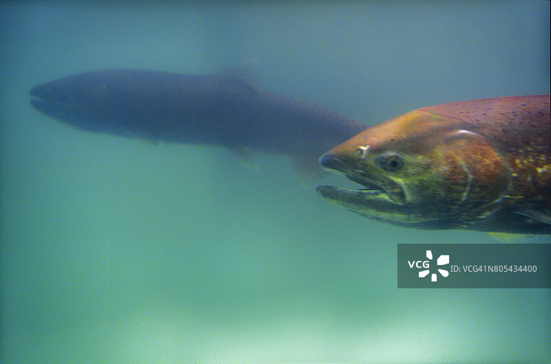 卡皮拉诺河中攀爬鱼梯的太平洋三文鱼图片素材