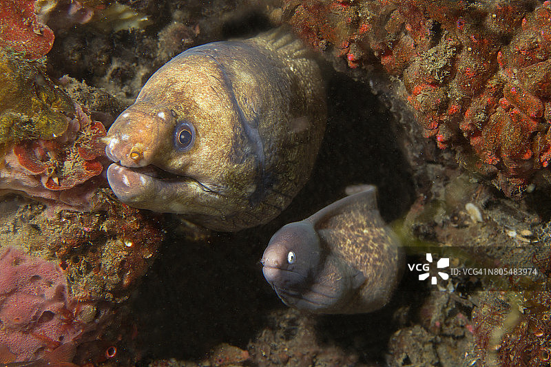 条纹鳍海鳝和白眼海鳝共用一个洞穴图片素材