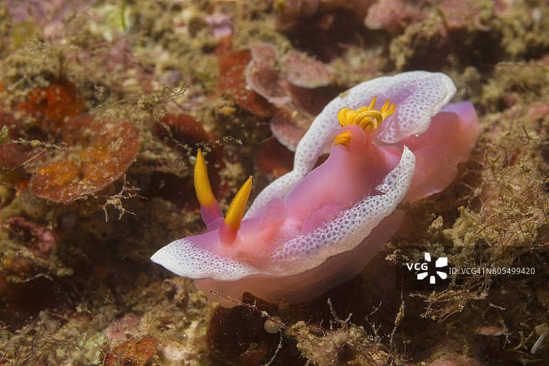 宝路氏多彩海牛图片素材