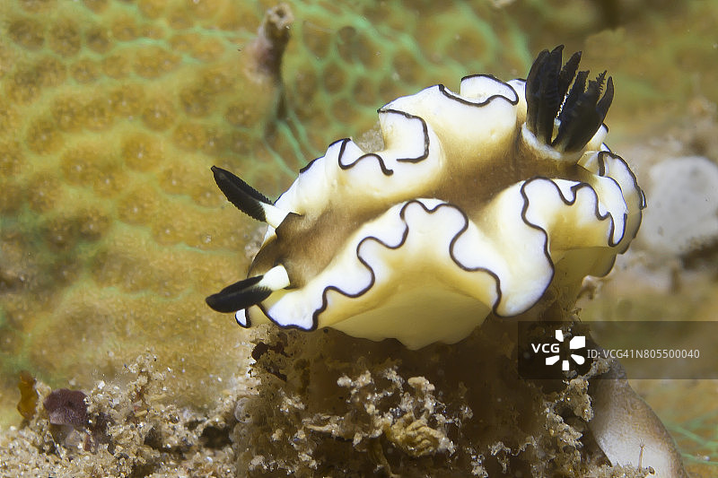 黑暗边缘的Glossodorios图片素材