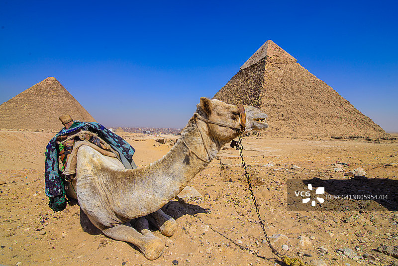 吉萨金字塔旁的骆驼图片素材