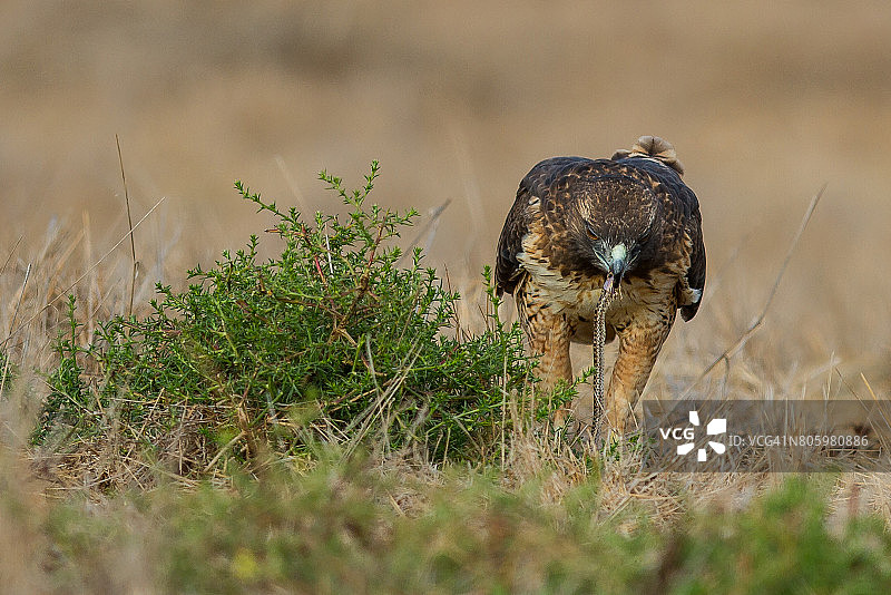 红尾鵟捕食囊鼠蛇图片素材