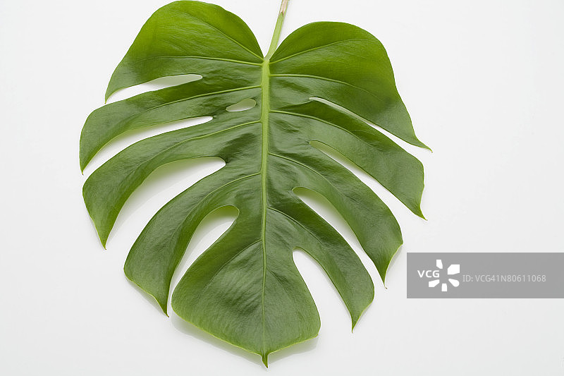 叶图片素材