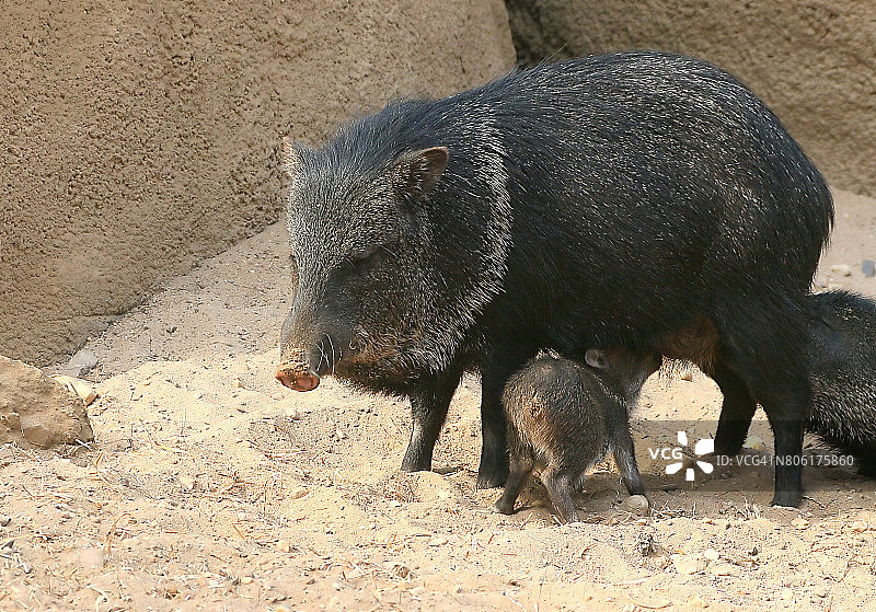 白唇西猯母子图片素材