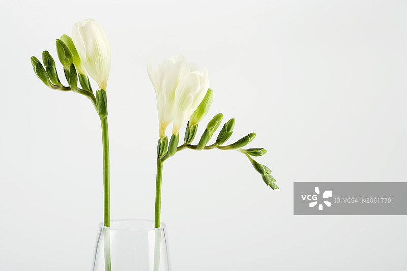 花瓶中的白色花朵图片素材
