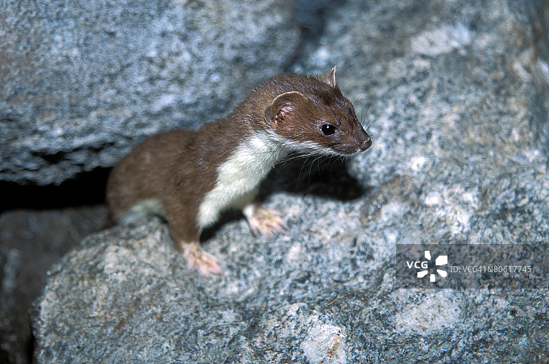 银鼠，伶鼬（Mustela erminea）图片素材