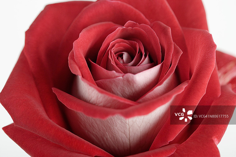 红玫瑰图片素材
