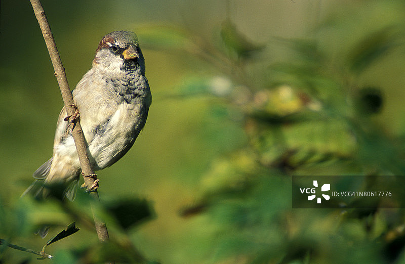 寒鸦麻雀图片素材