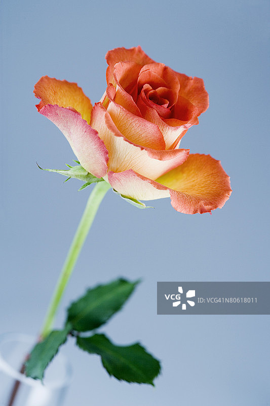 橙玫瑰图片素材